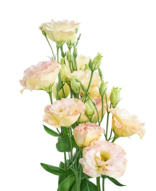 Pembe Lisianthus çiçekleri, Teksas çan çiçekleri, Çayır çiçekleri, beyaz arka planda izole edilmiş, kırpma yolu ile  