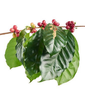 Kırmızı kahve çekirdekleri yapraklı, olgun ve olgunlaşmamış kahve çekirdekleri beyaz arka planda izole edilmiş ve kırpma yolu ile kesilmiş.