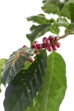 Kırmızı kahve çekirdekleri yapraklı, olgun ve olgunlaşmamış kahve çekirdekleri beyaz arka planda izole edilmiş ve kırpma yolu ile kesilmiş.