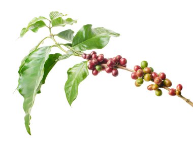 Kırmızı kahve çekirdekleri yapraklı, olgun ve olgunlaşmamış kahve çekirdekleri beyaz arka planda izole edilmiş ve kırpma yolu ile kesilmiş.