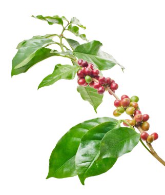 Kırmızı kahve çekirdekleri yapraklı, olgun ve olgunlaşmamış kahve çekirdekleri beyaz arka planda izole edilmiş ve kırpma yolu ile kesilmiş.