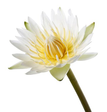 Beyaz nilüferler, çiçek açan nilüferler beyaz arka planda izole edilmiş, kırpma yolu ile                       