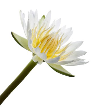 Beyaz nilüferler, çiçek açan nilüferler beyaz arka planda izole edilmiş, kırpma yolu ile                       