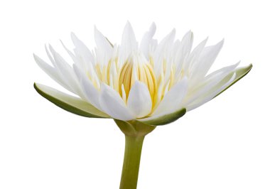 Beyaz nilüferler, çiçek açan nilüferler beyaz arka planda izole edilmiş, kırpma yolu ile                       