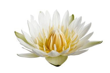 Beyaz nilüferler, çiçek açan nilüferler beyaz arka planda izole edilmiş, kırpma yolu ile                       