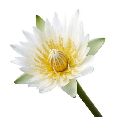 Beyaz nilüferler, çiçek açan nilüferler beyaz arka planda izole edilmiş, kırpma yolu ile                       