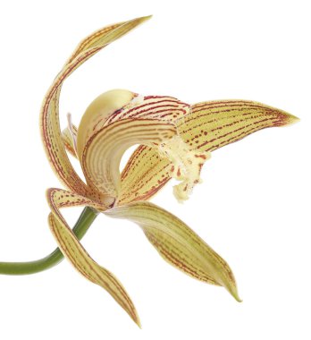 Cymbidium tracyanum orchid plant, Tracy's cymbidium, Large yellow orchid, isolated on white background, with clipping path 