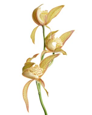 Cymbidium tracyanum orchid plant, Tracy's cymbidium, Large yellow orchid, isolated on white background, with clipping path 