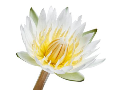 Beyaz nilüferler, çiçek açan nilüferler beyaz arka planda izole edilmiş, kırpma yolu ile                       