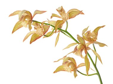 Cymbidium tracyanum orchid plant, Tracy's cymbidium, Large yellow orchid, isolated on white background, with clipping path 