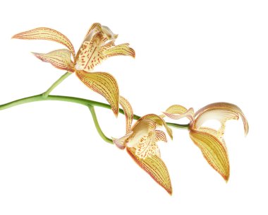 Cymbidium tracyanum orchid plant, Tracy's cymbidium, Large yellow orchid, isolated on white background, with clipping path 