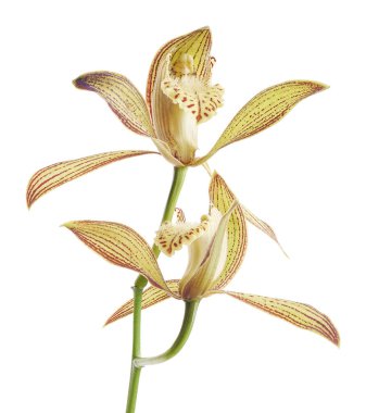 Cymbidium tracyanum orchid plant, Tracy's cymbidium, Large yellow orchid, isolated on white background, with clipping path 