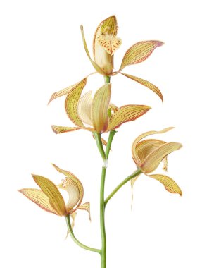 Cymbidium tracyanum orchid plant, Tracy's cymbidium, Large yellow orchid, isolated on white background, with clipping path 