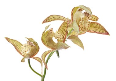 Cymbidium tracyanum orchid plant, Tracy's cymbidium, Large yellow orchid, isolated on white background, with clipping path 