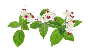 Kanayan zafer çardak çiçeği, yeşil yapraklı kanayan kalp sarmaşığı, kesme yolu olan beyaz arka planda izole edilmiş.