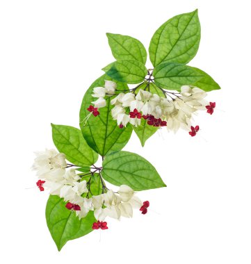 Kanayan zafer çardak çiçeği, yeşil yapraklı kanayan kalp sarmaşığı, kesme yolu olan beyaz arka planda izole edilmiş.