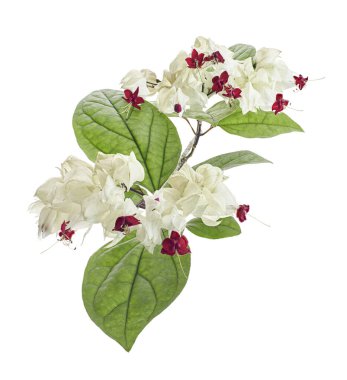 Kanayan zafer çardak çiçeği, yeşil yapraklı kanayan kalp sarmaşığı, kesme yolu olan beyaz arka planda izole edilmiş.