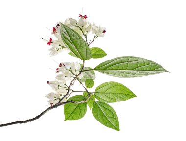 Kanayan zafer çardak çiçeği, yeşil yapraklı kanayan kalp sarmaşığı, kesme yolu olan beyaz arka planda izole edilmiş.