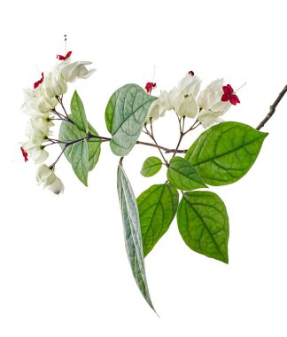 Kanayan zafer çardak çiçeği, yeşil yapraklı kanayan kalp sarmaşığı, kesme yolu olan beyaz arka planda izole edilmiş.