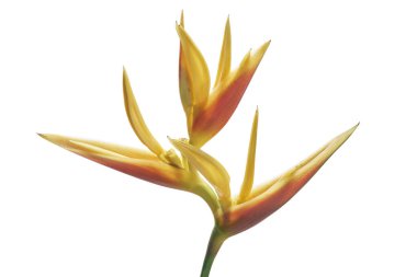 Yapraklı Heliconia psittacorum (Altın Meşale) çiçekleri, beyaz arka planda izole edilmiş tropikal çiçekler, kırpma yolu                            