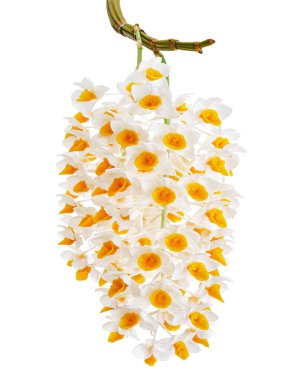 Dendrobium tiroflorum orkidesi, Pinecone benzeri raceme dendrobium, Dendrobium orkidesi beyaz arka planda izole edilmiş, kırpma yolu ile   