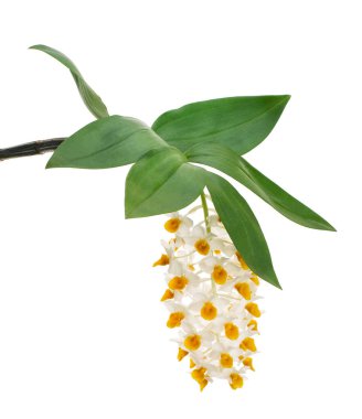 Dendrobium tiroflorum orkidesi, Pinecone benzeri raceme dendrobium, Dendrobium orkidesi beyaz arka planda izole edilmiş, kırpma yolu ile   