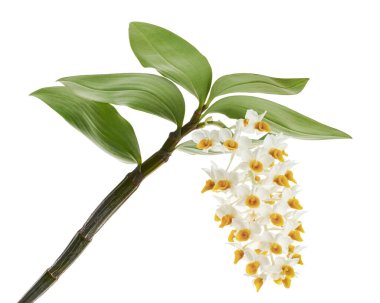 Dendrobium tiroflorum orkidesi, Pinecone benzeri raceme dendrobium, Dendrobium orkidesi beyaz arka planda izole edilmiş, kırpma yolu ile   