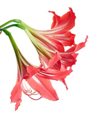 Hippeastrum Hybrid veya Amaryllis çiçekler, Kırmızı amaryllis çiçekler beyaz arka plan izole, kırpma yolu ile                                