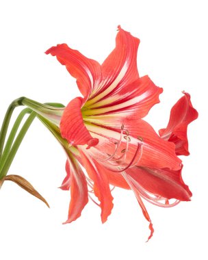 Hippeastrum Hybrid veya Amaryllis çiçekler, Kırmızı amaryllis çiçekler beyaz arka plan izole, kırpma yolu ile                                