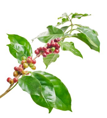 Kırmızı kahve çekirdekleri yapraklı, olgun ve olgunlaşmamış kahve çekirdekleri beyaz arka planda izole edilmiş ve kırpma yolu ile kesilmiş.  