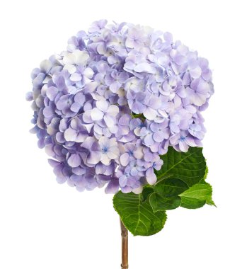 Ortanca çiçeği, ortanca makrofilla, beyaz arka planda izole edilmiş, kırpma yolu ile