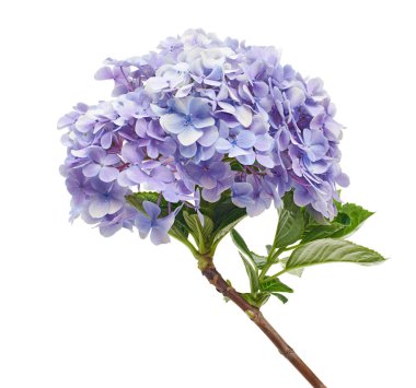 Ortanca çiçeği, ortanca makrofilla, beyaz arka planda izole edilmiş, kırpma yolu ile 