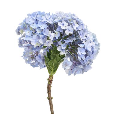 Ortanca çiçeği, ortanca makrofilla, beyaz arka planda izole edilmiş, kırpma yolu ile                            