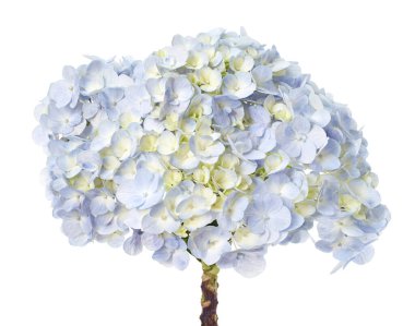 Ortanca çiçeği, ortanca makrofilla, beyaz arka planda izole edilmiş, kırpma yolu ile                            