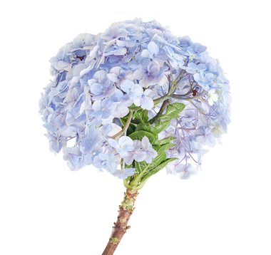 Ortanca çiçeği, ortanca makrofilla, beyaz arka planda izole edilmiş, kırpma yolu ile                            