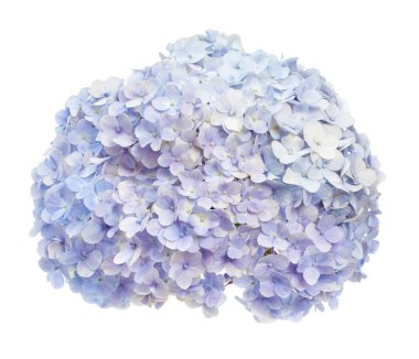 Ortanca çiçeği, ortanca makrofilla, beyaz arka planda izole edilmiş, kırpma yolu ile                            