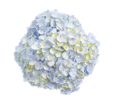 Ortanca çiçeği, ortanca makrofilla, beyaz arka planda izole edilmiş, kırpma yolu ile                            