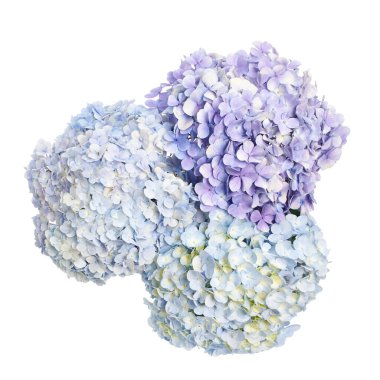 Ortanca çiçeği, ortanca makrofilla, beyaz arka planda izole edilmiş, kırpma yolu ile                            