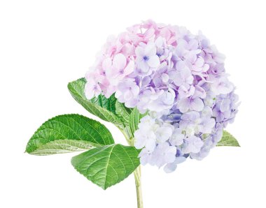 Ortanca çiçeği, ortanca makrofilla, beyaz arka planda izole edilmiş, kırpma yolu ile                            