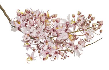 Cassia Bakeriana, Pembe duş ağacı, Pembe çiçekler kesme yolu ile beyaz arka planda izole edilmiş                          