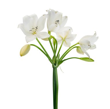 Crinum moorei çiçekleri, Natal Lily, Beyaz Lily beyaz arka planda izole edilmiş.                                                                                              