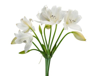 Crinum moorei çiçekleri, Natal Lily, Beyaz Lily beyaz arka planda izole edilmiş.                                                                                              