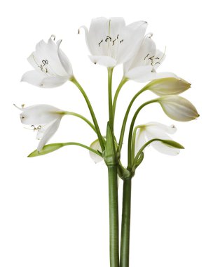Crinum moorei çiçekleri, Natal Lily, Beyaz Lily beyaz arka planda izole edilmiş.                                                                                              