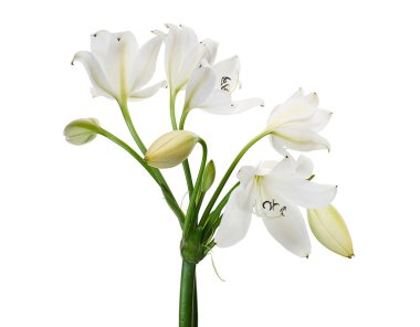 Crinum moorei çiçekleri, Natal Lily, Beyaz Lily beyaz arka planda izole edilmiş.                                                                                              