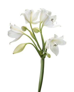 Crinum moorei çiçekleri, Natal Lily, Beyaz Lily beyaz arka planda izole edilmiş.                                                                                              
