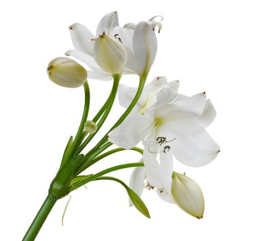 Crinum moorei çiçekleri, Natal Lily, Beyaz Lily beyaz arka planda izole edilmiş.                                                                                              