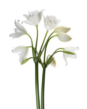 Crinum moorei çiçekleri, Natal Lily, Beyaz Lily beyaz arka planda izole edilmiş.                                                                                          