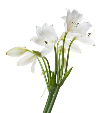 Crinum moorei çiçekleri, Natal Lily, Beyaz Lily beyaz arka planda izole edilmiş.                                                                                          