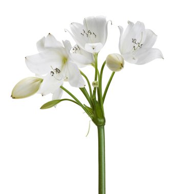 Crinum moorei çiçekleri, Natal Lily, Beyaz Lily beyaz arka planda izole edilmiş.                                                                                          