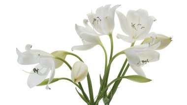 Crinum moorei çiçekleri, Natal Lily, Beyaz Lily beyaz arka planda izole edilmiş.                                                                                          